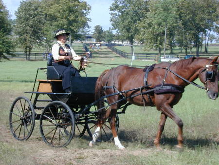 Aiken Driving Club Drive at Black Forest Equestrian Center.